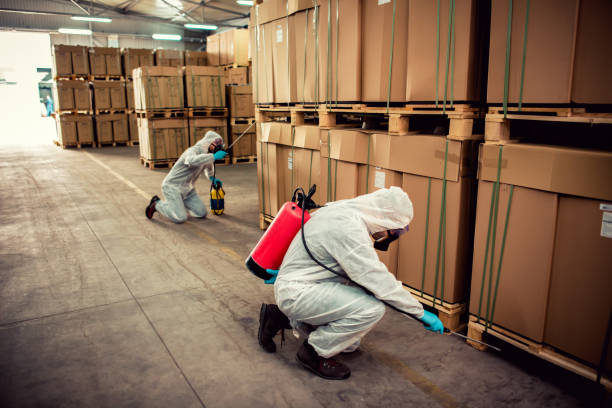 Best Termite Control Services  in Rome, IL
