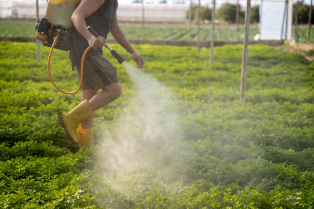 Professional Pest Control in Rome, IL