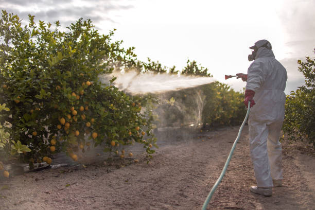 Best Termite Control Services  in Rome, IL