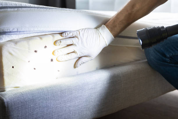 Best Residential Pest Control  in Rome, IL