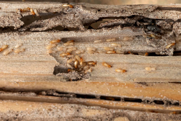 Best Best Pest Control Near Me  in Rome, IL