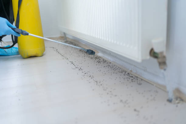 Best Ant Control Services  in Rome, IL