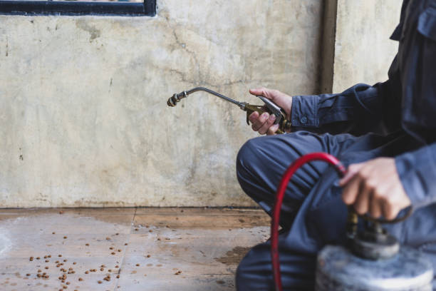 Best Pest Control Near Me in Rome, IL
